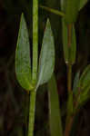 Largeleaf rose gentian